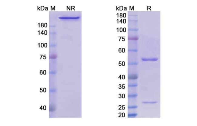 100UG NOFETUMOMAB ANTIBODY 100 UG