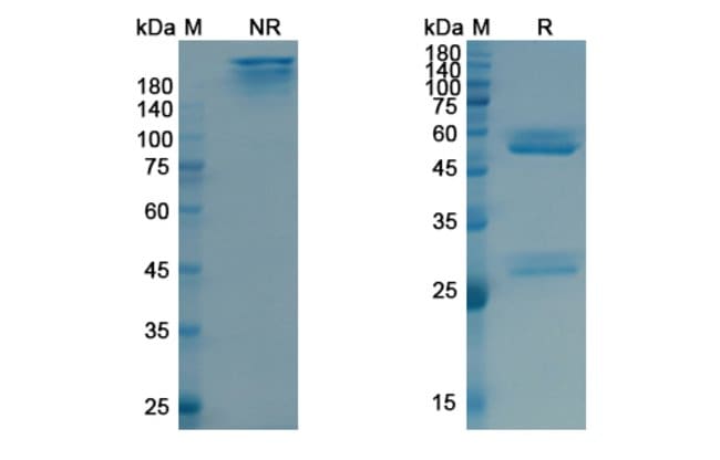 100UG TOSITUMOMAB ANTIBODY 100 UG