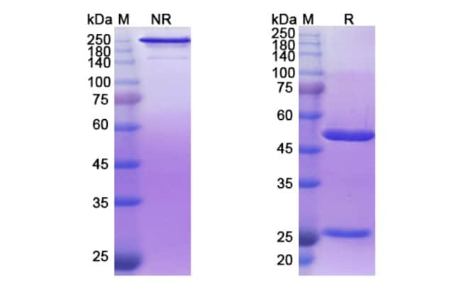 100UG DERLOTUXIMAB ANTIBODY 100 UG