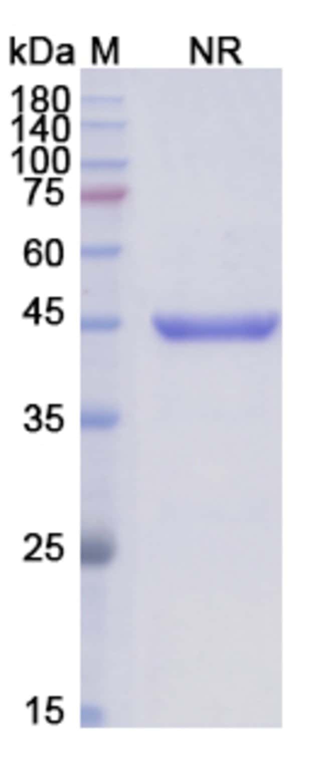 100UG ABCIXIMAB ANTIBODY 100 UG