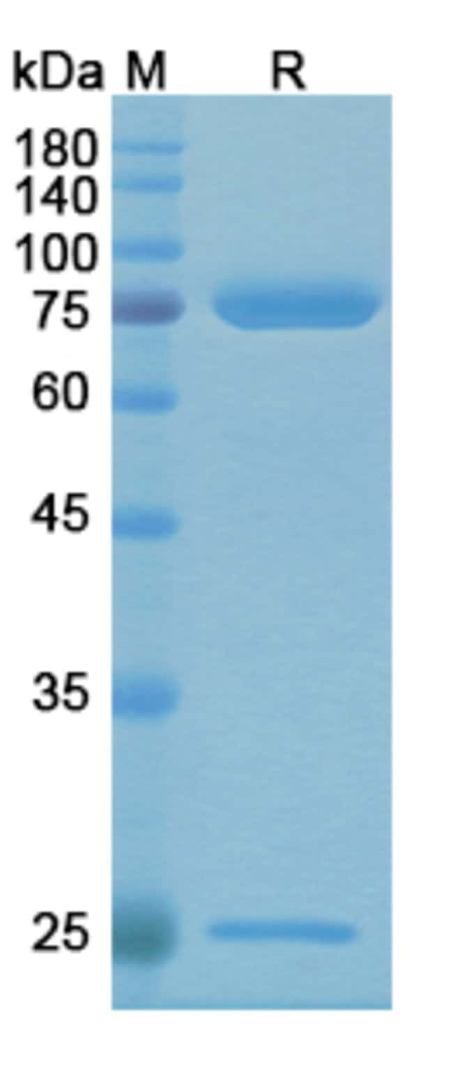 100UG ALG-991 ANTIBODY 100 UG