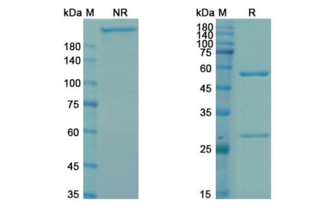 100UG BAVITUXIMAB ANTIBODY 100 UG