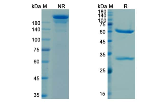 100UG CETUXIMAB ANTIBODY 100 UG