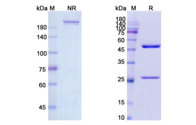 100UG CLENOLIXIMAB ANTIBODY 100 UG