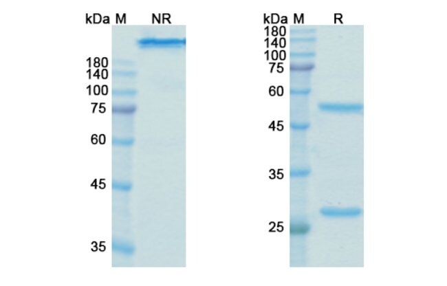100UG GALIXIMAB ANTIBODY 100 UG