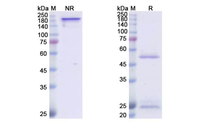 100UG ICM3 ANTIBODY 100 UG