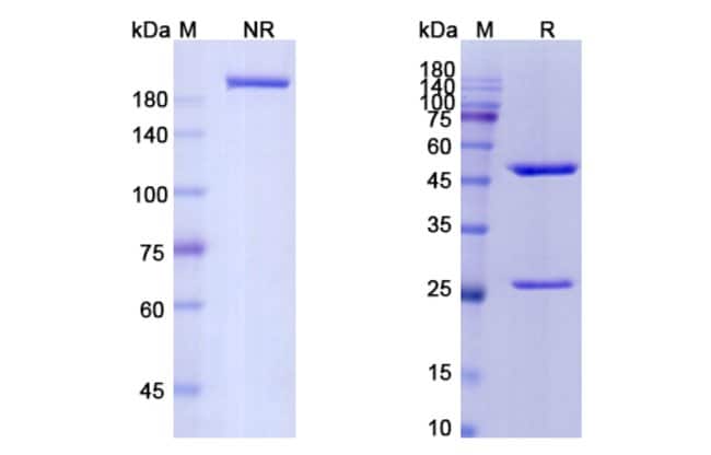 100UG KELIXIMAB ANTIBODY 100 UG