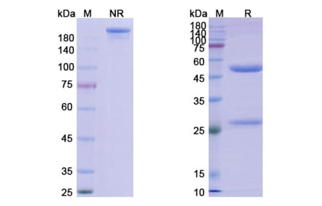 100UG ONCOLYM ANTIBODY 100 UG