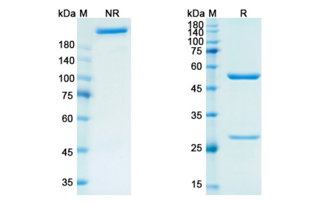 100UG PRILIXIMAB ANTIBODY 100 UG