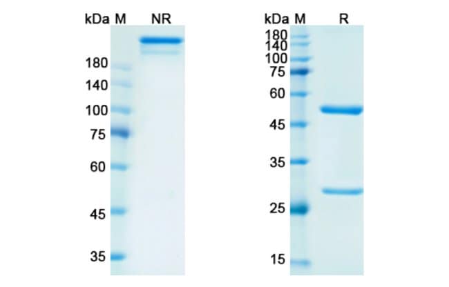 100UG RITUXIMAB ANTIBODY 100 UG