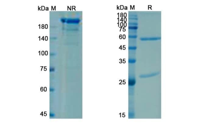 100UG BRIAKINUMAB ANTIBODY 100 UG