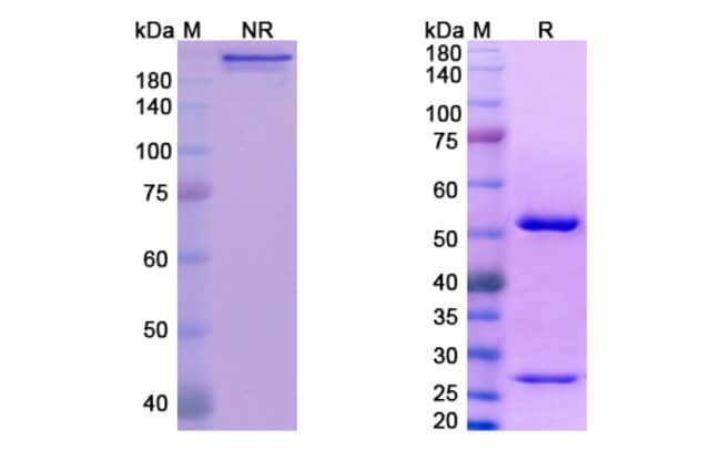 100UG ABX-IL8 ANTIBODY 100 UG