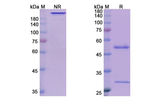 100UG MK-4721 ANTIBODY 100 UG