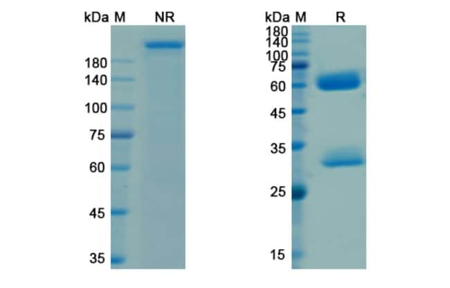 100UG GANITUMAB ANTIBODY 100 UG