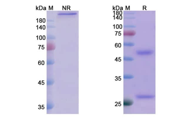 100UG TUVIRUMAB ANTIBODY 100 UG