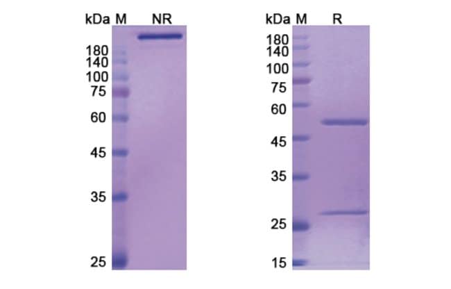 100UG BERTILIMUMAB ANTIBODY 100 UG