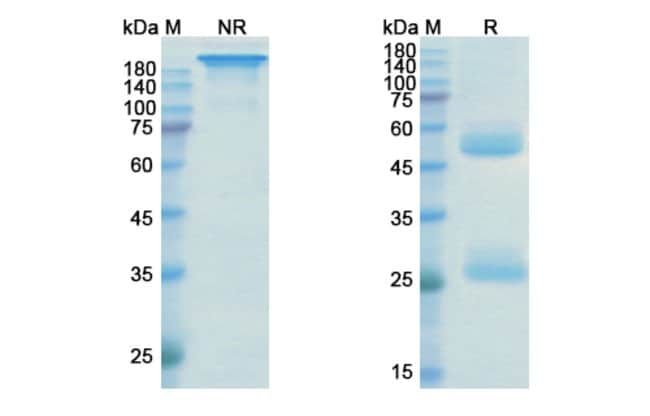 100UG USTEKINUMAB ANTIBODY 100 UG