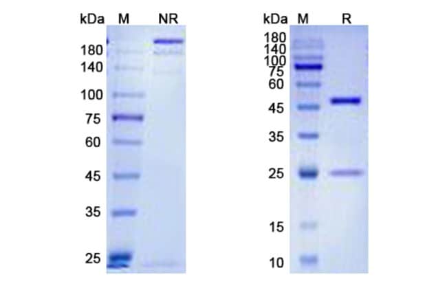 100UG LUCATUMUMAB ANTIBODY 100 UG
