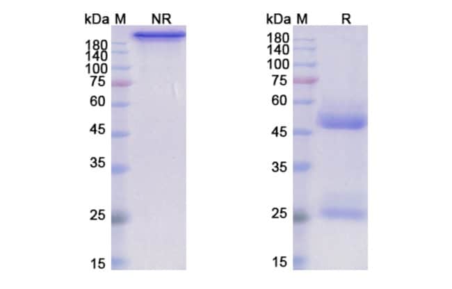 100UG HUMAX-IL15 ANTIBODY 100 UG