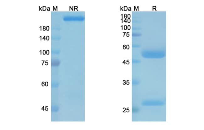 100UG IPILIMUMAB ANTIBODY 100 UG