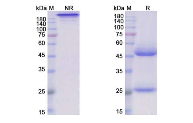 100UG LERDELIMUMAB ANTIBODY 100 UG