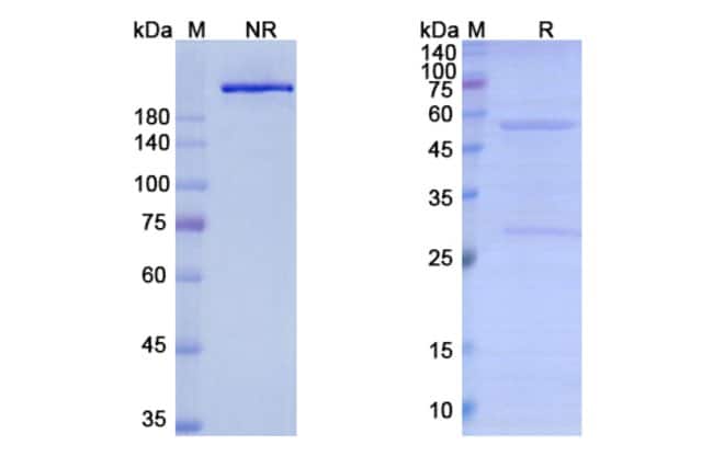100UG LEXATUMUMAB ANTIBODY 100 UG