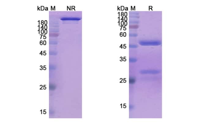 100UG MAPATUMUMAB ANTIBODY 100 UG