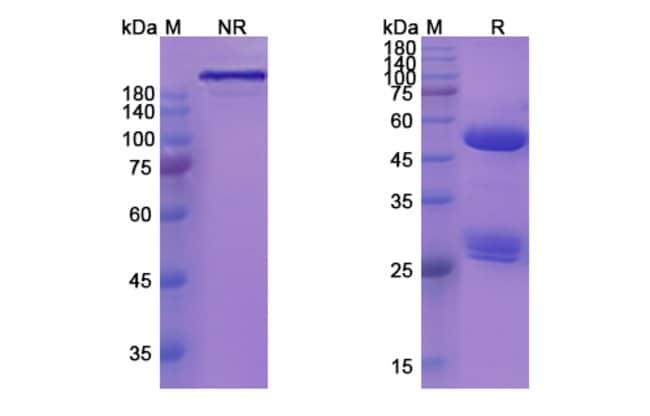 100UG MOR202 ANTIBODY 100 UG
