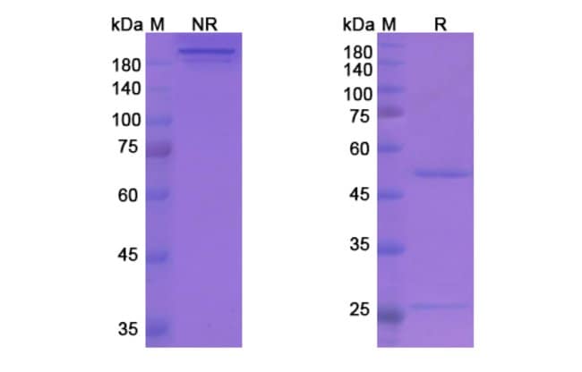 100UG STAMULUMAB ANTIBODY 100 UG