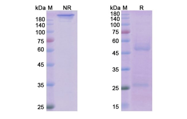 100UG OFATUMUMAB ANTIBODY 100 UG