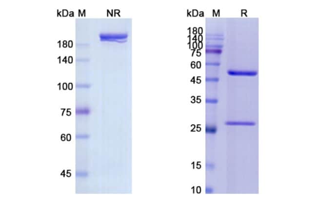 100UG PANITUMUMAB ANTIBODY 100 UG