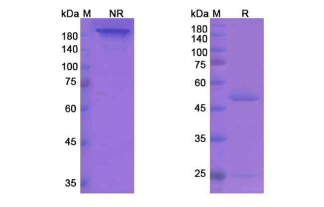 100UG REGAVIRUMAB ANTIBODY 100 UG
