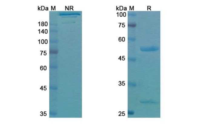 100UG VOTUMUMAB ANTIBODY 100 UG