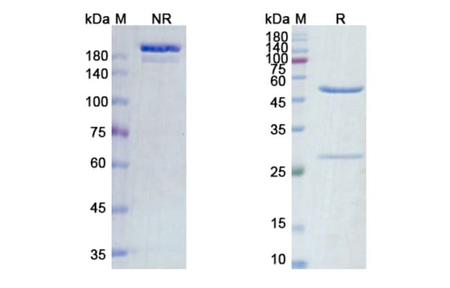 100UG ZALUTUMUMAB ANTIBODY 100 UG