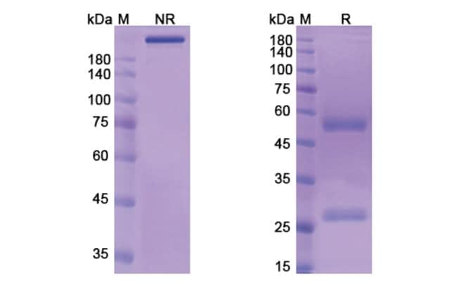 100UG CMB-401 ANTIBODY 100 UG