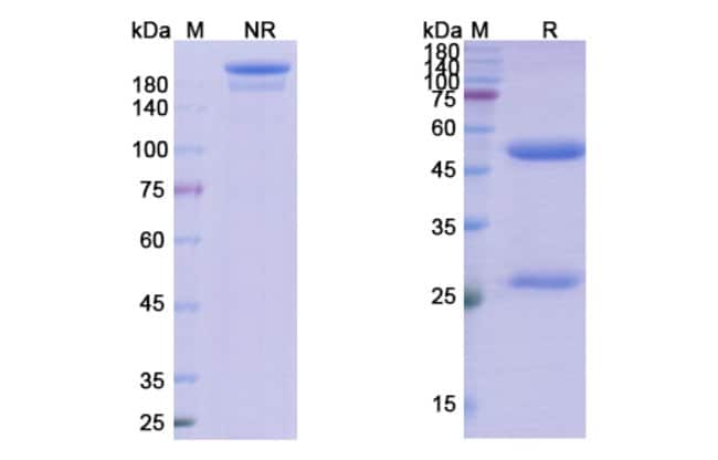 100UG CDP571 ANTIBODY 100 UG