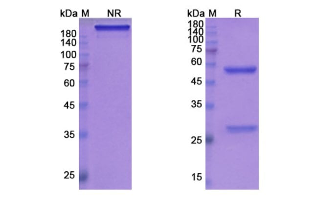 100UG GANTENERUMAB ANTIBODY 100 UG