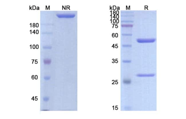 100UG CONATUMUMAB ANTIBODY 100 UG