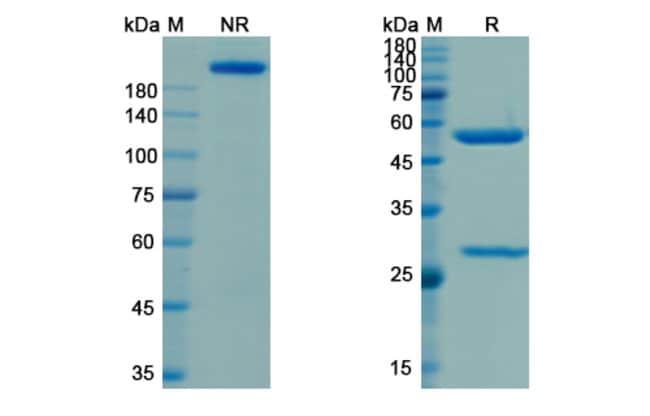 100UG CAMIDANLUMAB ANTIBODY 100 UG