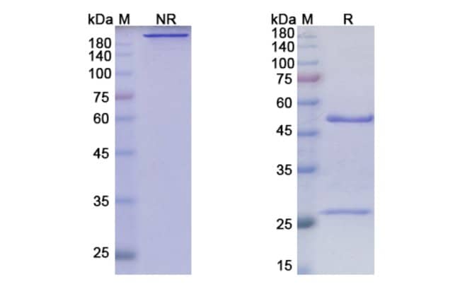 100UG ANRUKINZUMAB ANTIBODY 100 UG