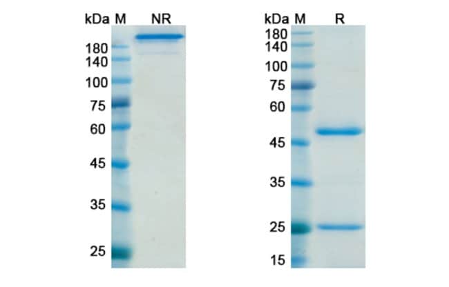 100UG DACETUZUMAB ANTIBODY 100 UG