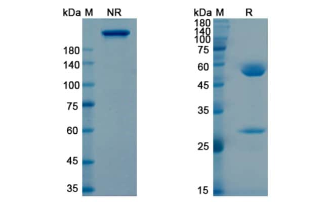 100UG TIGATUZUMAB ANTIBODY 100 UG
