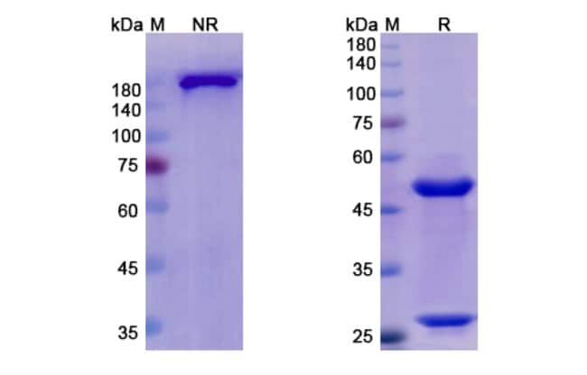 100UG OTELIXIZUMAB ANTIBODY 100 UG
