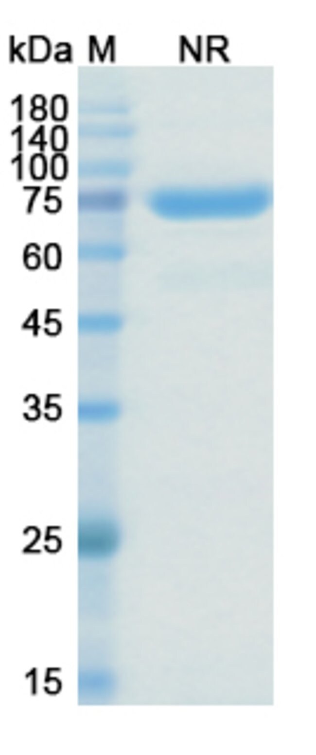100UG CITATUZUMAB ANTIBODY 100 UG