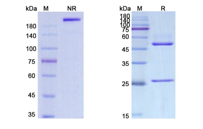 100UG IRATUMUMAB ANTIBODY 100 UG
