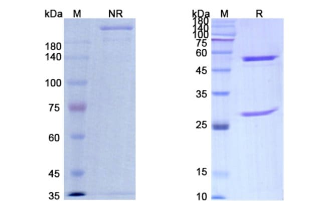 100UG SONTUZUMAB ANTIBODY 100 UG