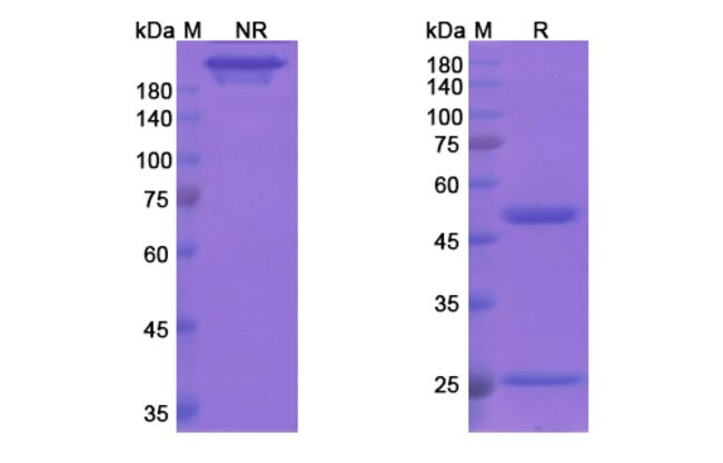 100UG BAPINEUZUMAB ANTIBODY 100 UG