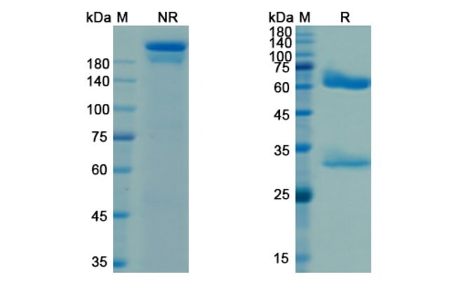 100UG PAGIBAXIMAB ANTIBODY 100 UG