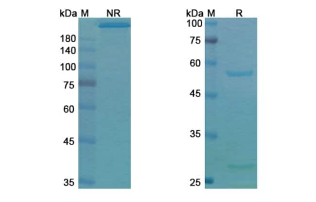 100UG TUCOTUZUMAB ANTIBODY 100 UG