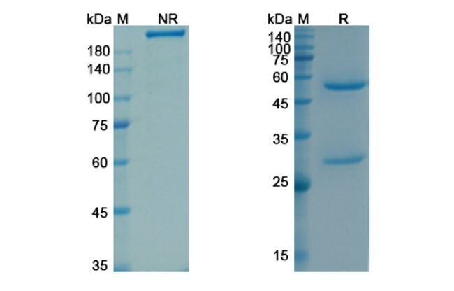 100UG TACATUZUMAB ANTIBODY 100 UG
